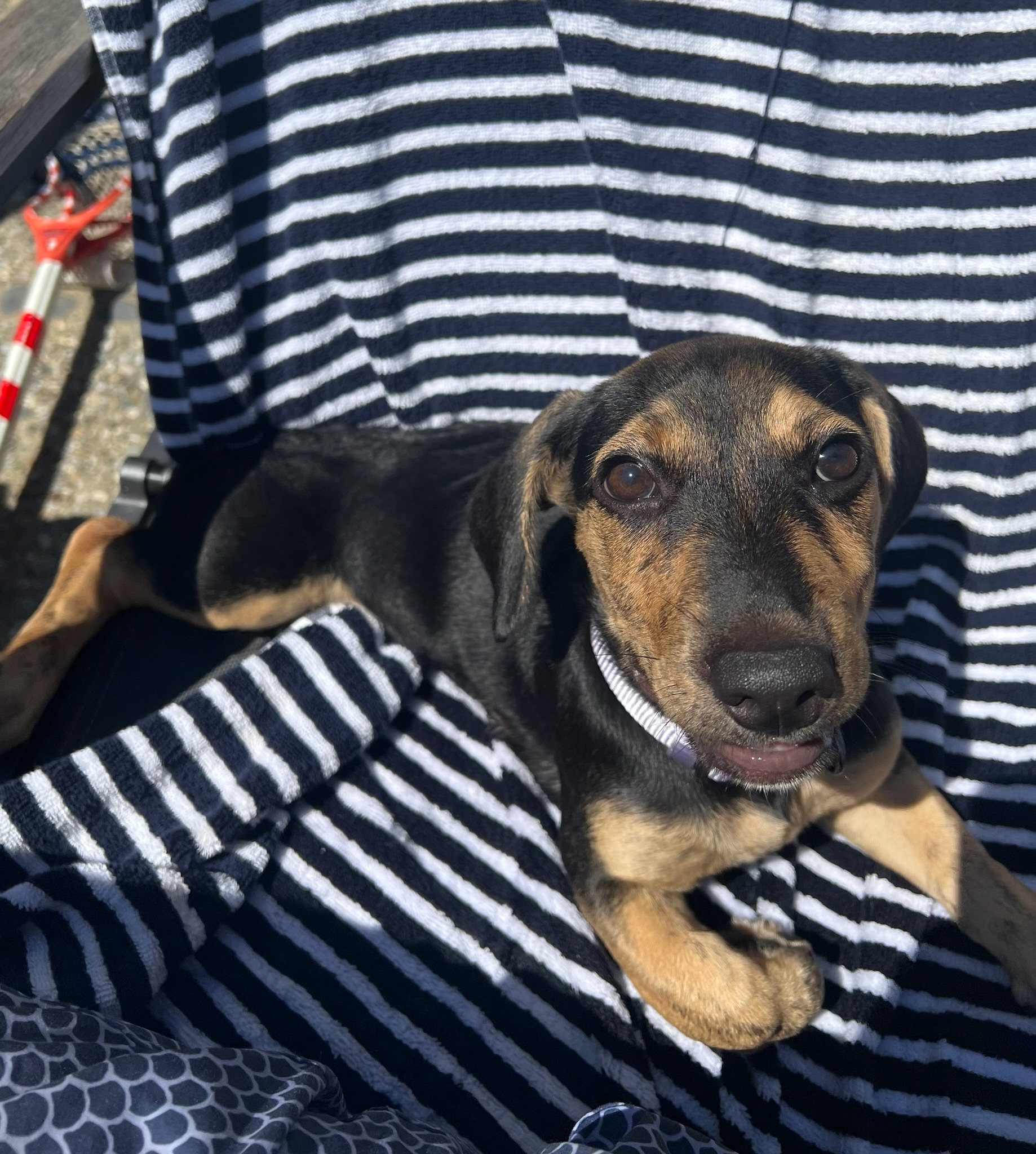 Dog for adoption Louie, a Dachshund & Beagle Mix in Sagaponack, NY