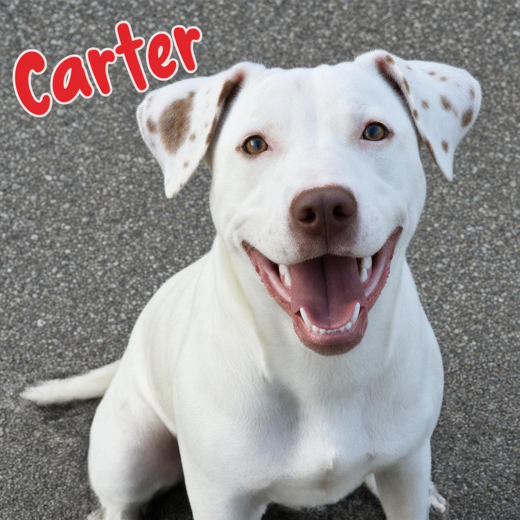 Carter, ADOPTABLE, Young Female Pointer.
