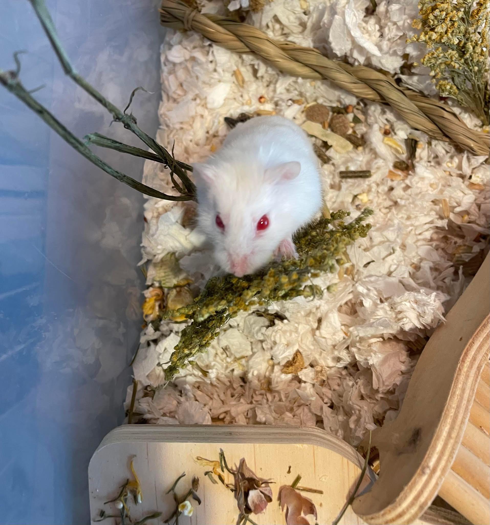 Bejou, ADOPTABLE, Adult Female Dwarf Hamster.