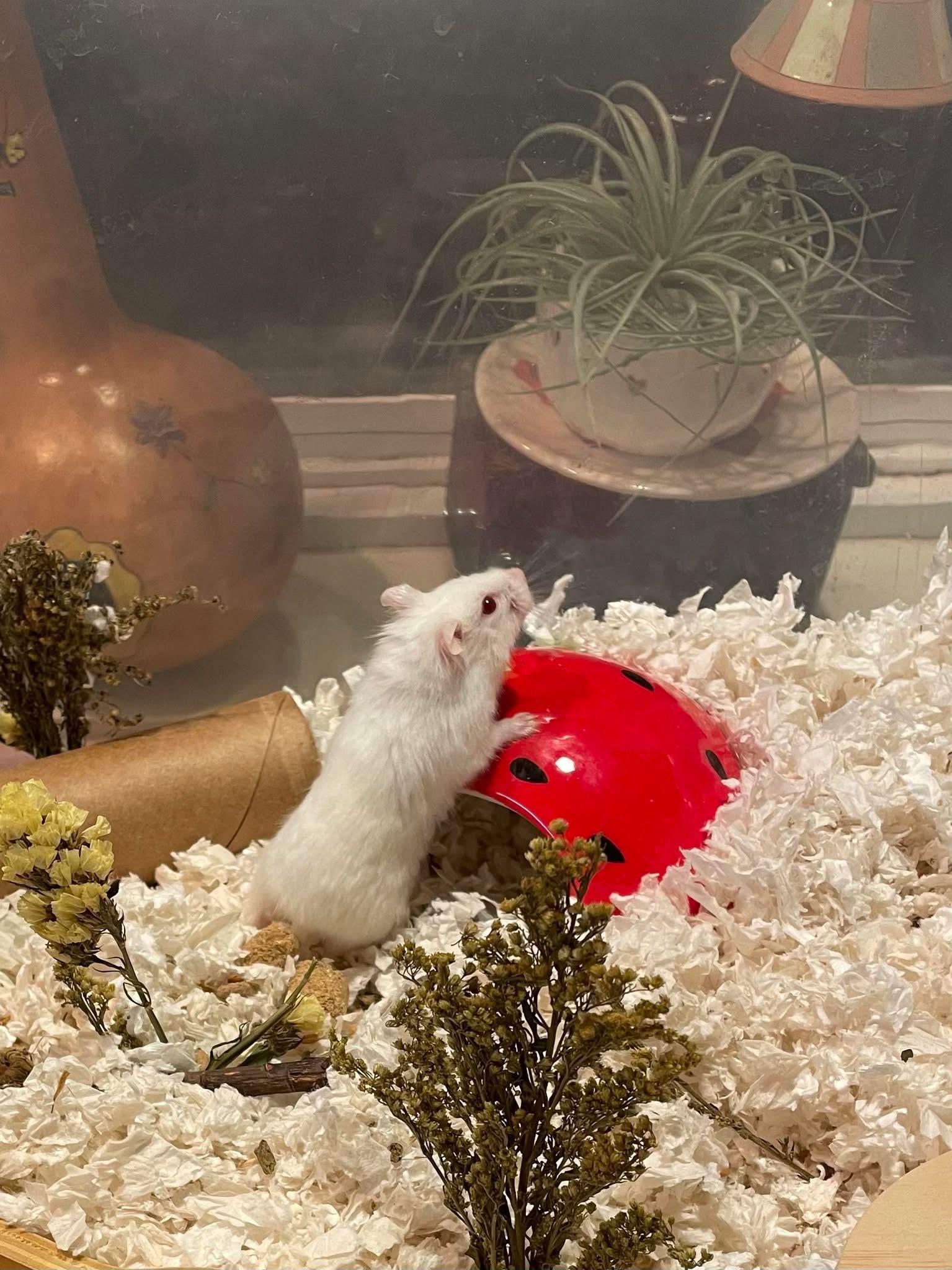 Enlarge Bejou, a ADOPTABLE Dwarf Hamster in Eugene, OR image 2/2