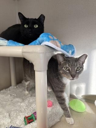 Panther/Kaboo - Bonded Pair, Adoptable, Adult Male Domestic Short Hair & Domestic Short Hair.