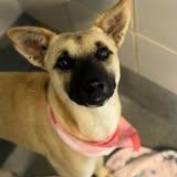 Enlarge Mosby, a Adoptable mixed breed in Windber, PA image 1/6