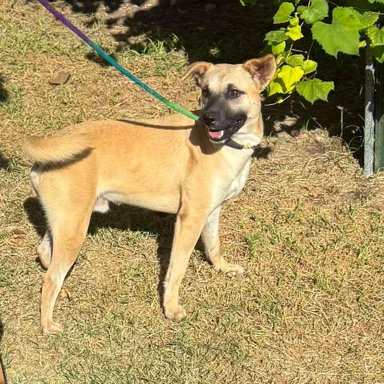 Enlarge Mosby, a Adoptable mixed breed in Windber, PA image 5/6