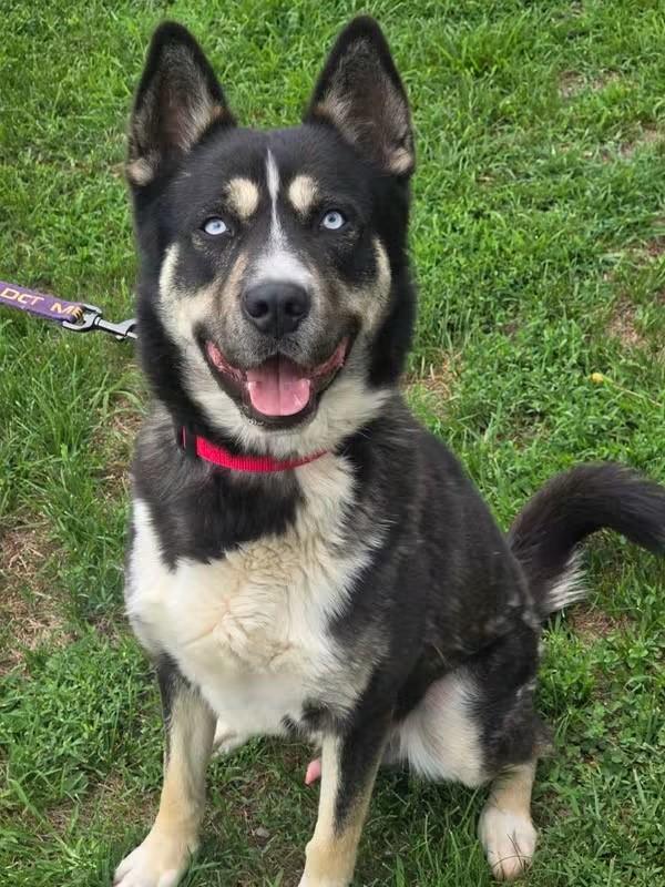 MIckey, Adoptable, Young Male Siberian Husky & German Shepherd Dog.