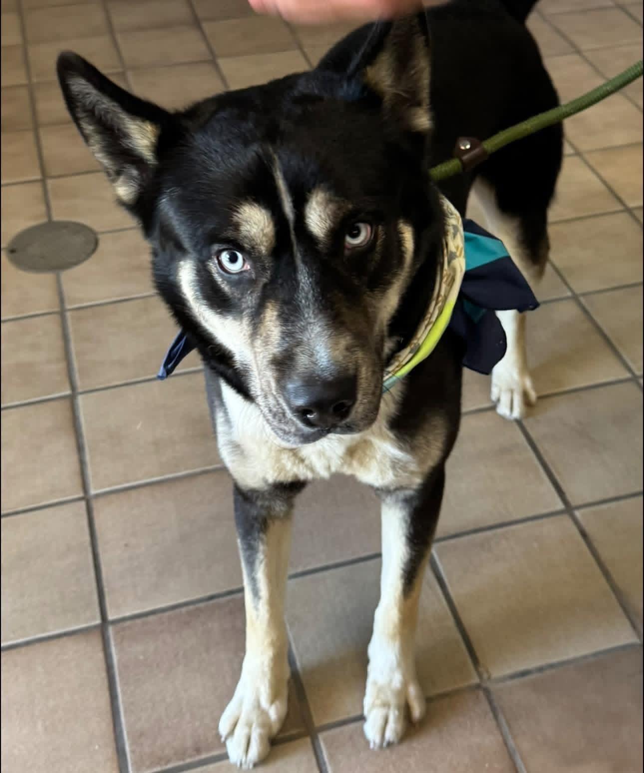 Enlarge MIckey, a ADOPTABLE mixed breed in Edison, NJ image 1/1