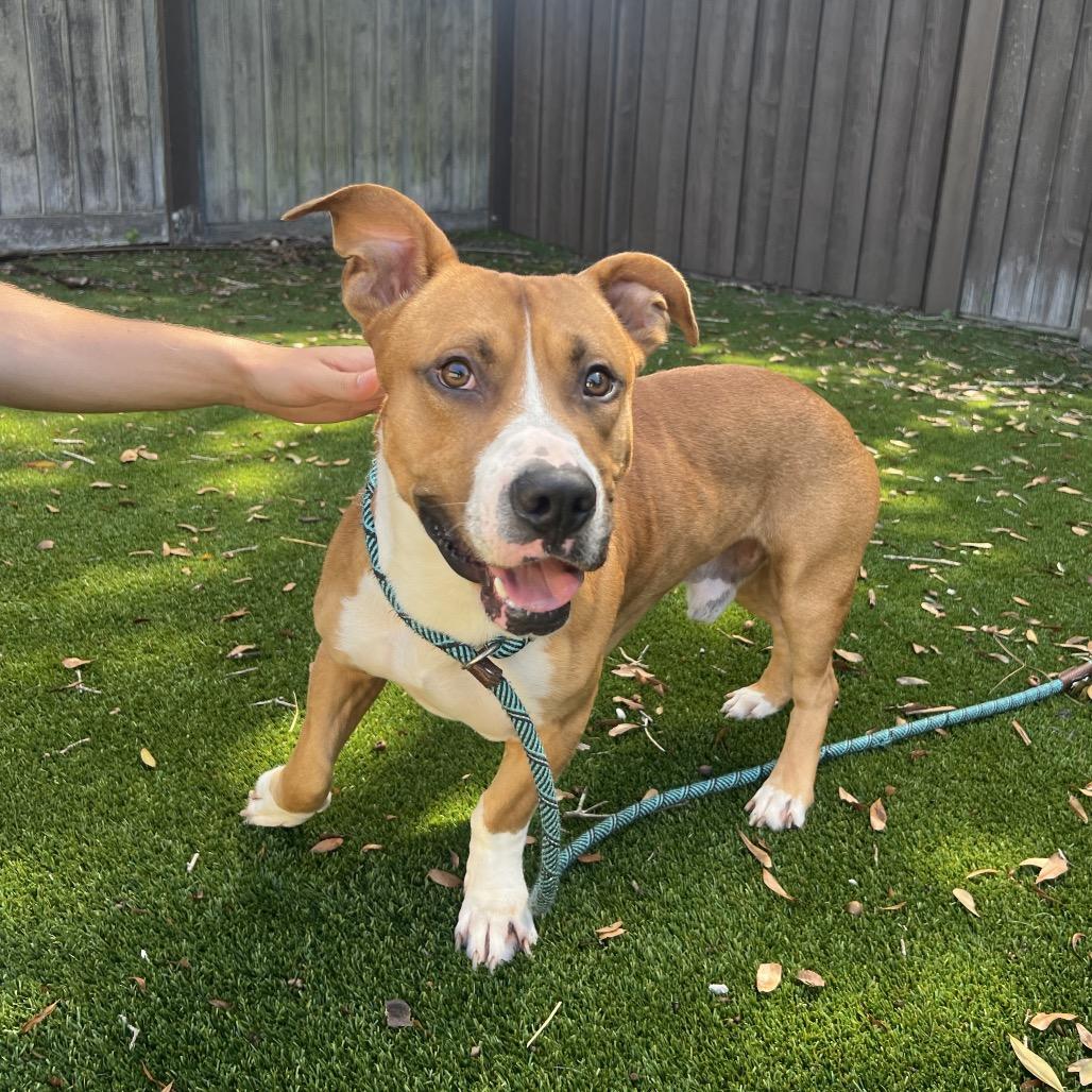 Dutch 4610, Adoptable, Adult Male Bull Terrier & Boxer.