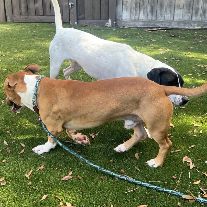 Enlarge Dutch 4610, a Adoptable mixed breed in LOXAHATCHEE, FL image 2/2