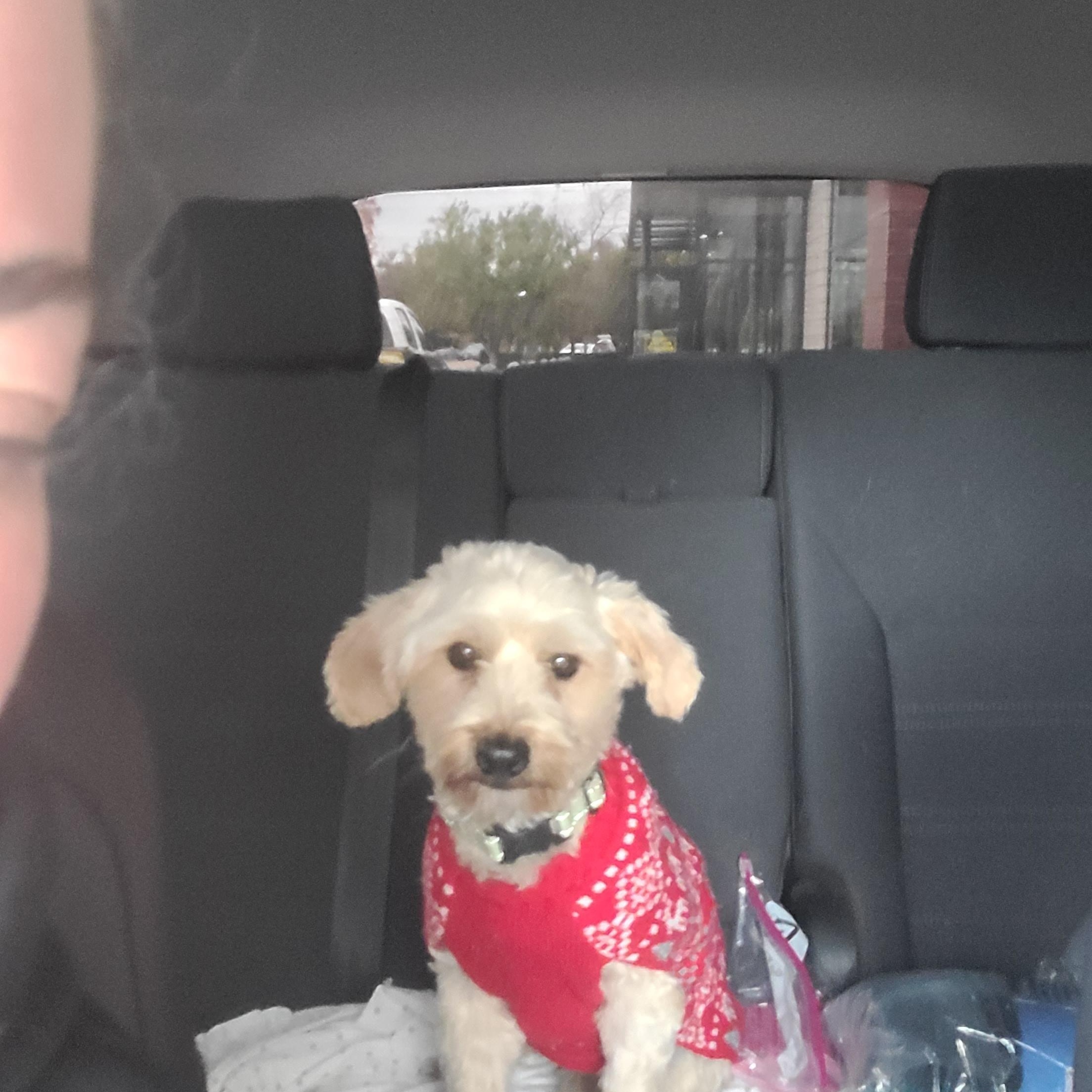 Brock Purdy, a Adopted mixed breed in Fresno, CA image 1/2