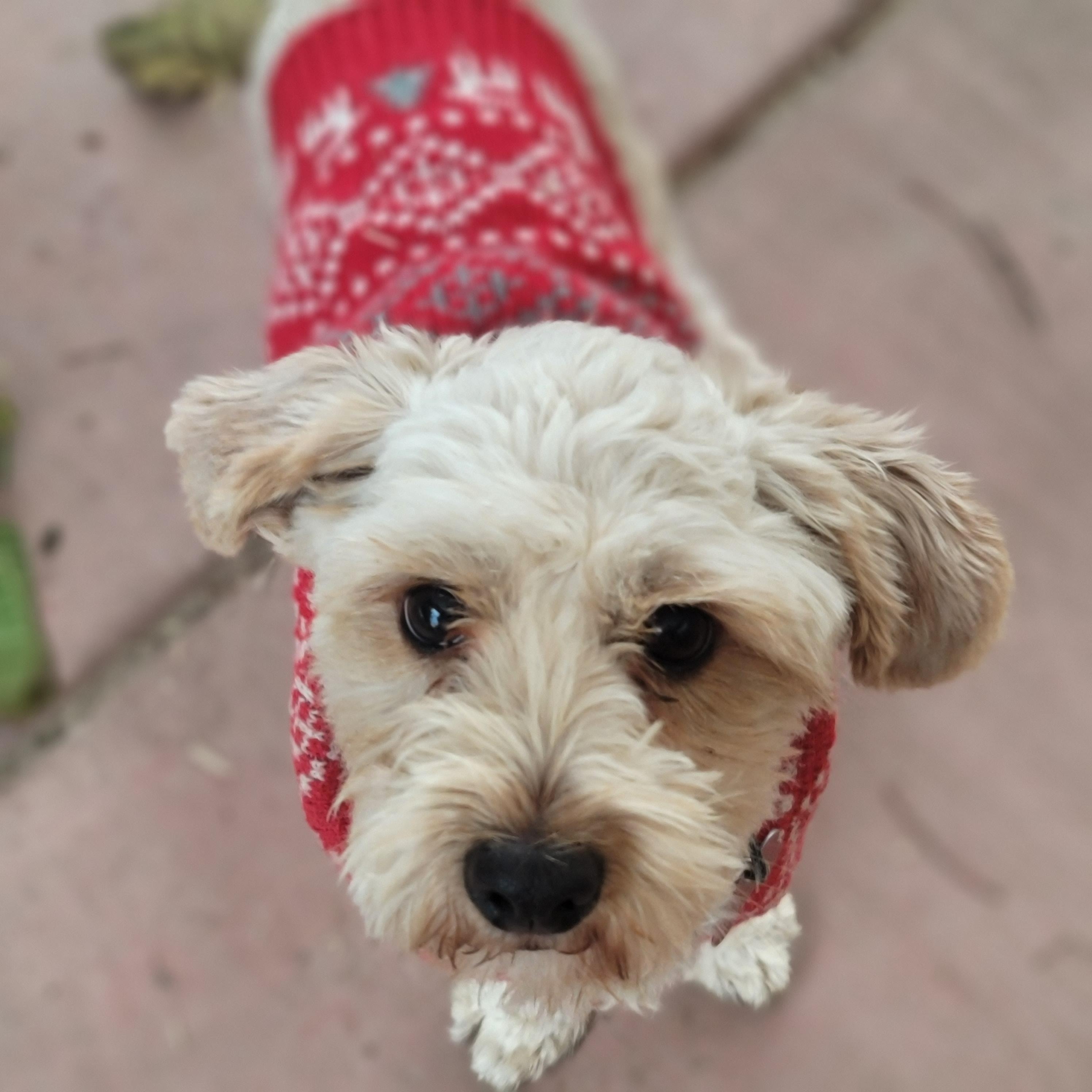 Brock Purdy, a Adopted mixed breed in Fresno, CA image 2/2