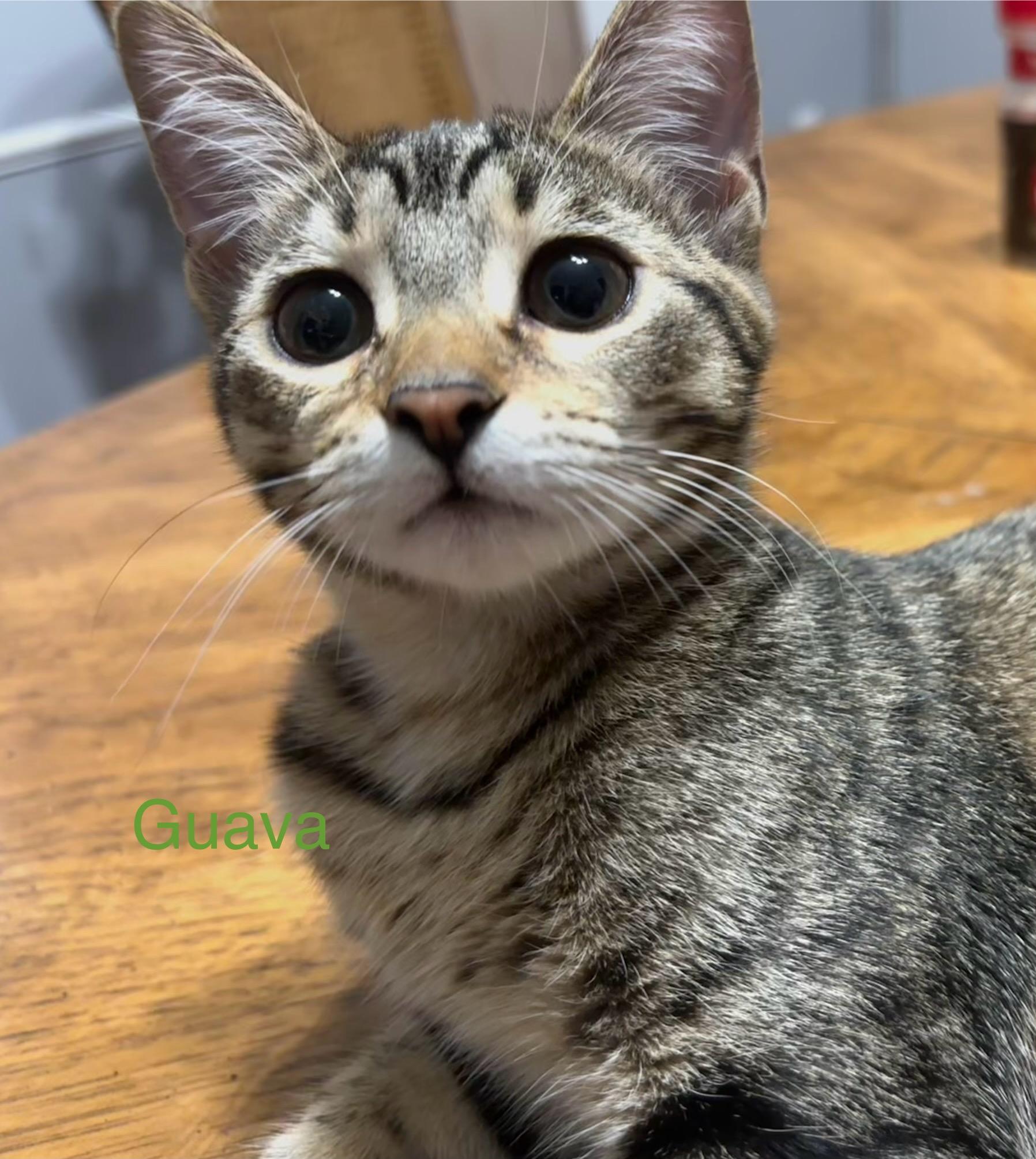 GUAVA, Adoptable, Kitten Female Tabby.