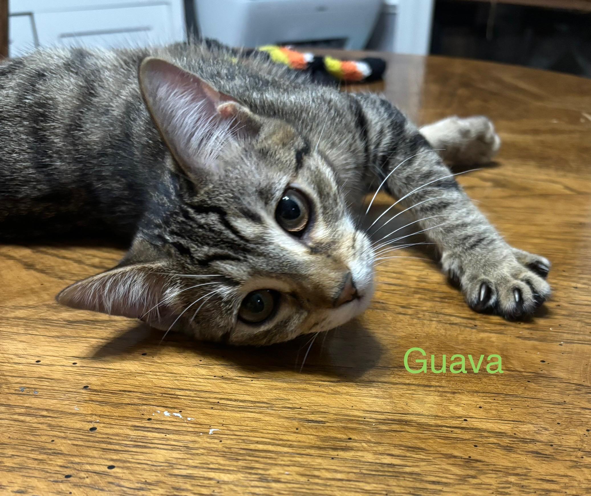 Enlarge GUAVA, a Adoptable Tabby in Flint, TX image 2/2
