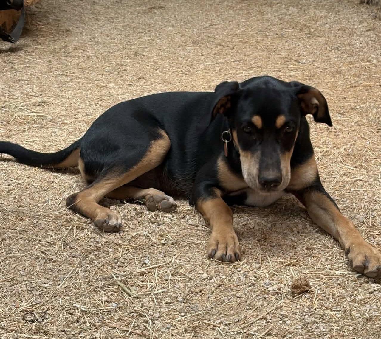 Baby, Adopted, Young Male Shepherd & Dachshund.