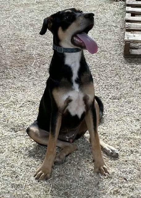 Enlarge Baby, a Adopted mixed breed in Newport, NH image 3/3