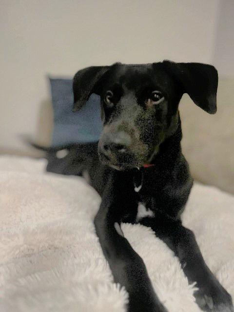 Enlarge Maggie, a Adoptable Retriever in Sunnyvale, CA image 1/1