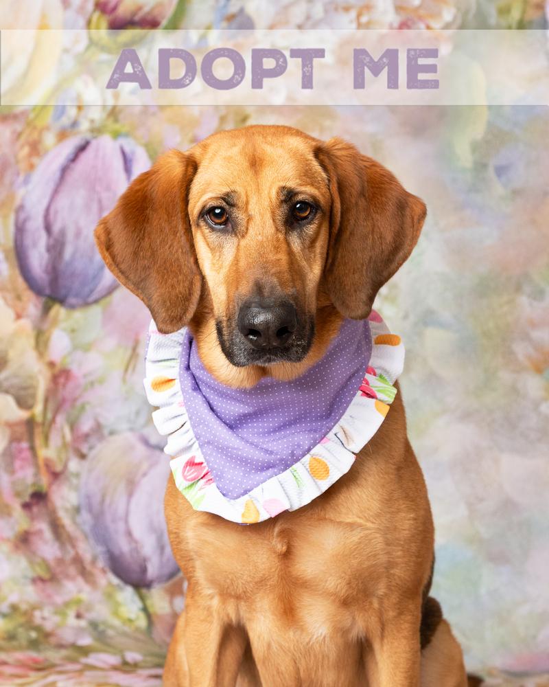 Maddie, Adoptable, Young Female Bloodhound & German Shepherd Dog.