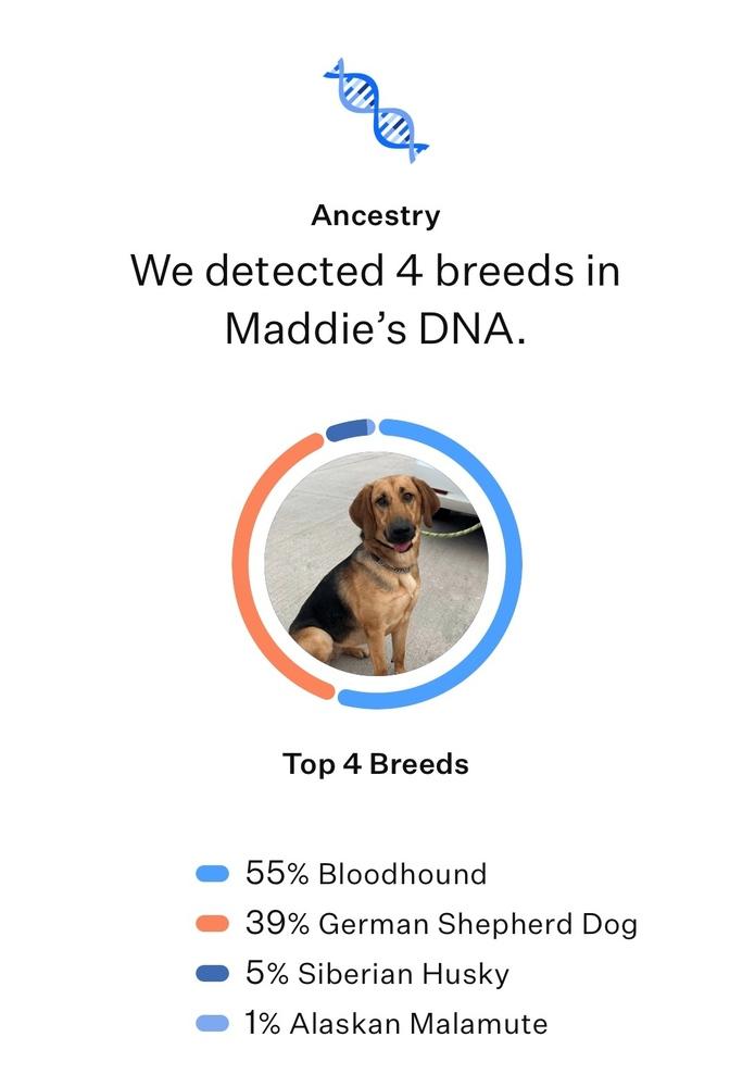 Maddie, a Adoptable mixed breed in Frisco, TX image 2/6