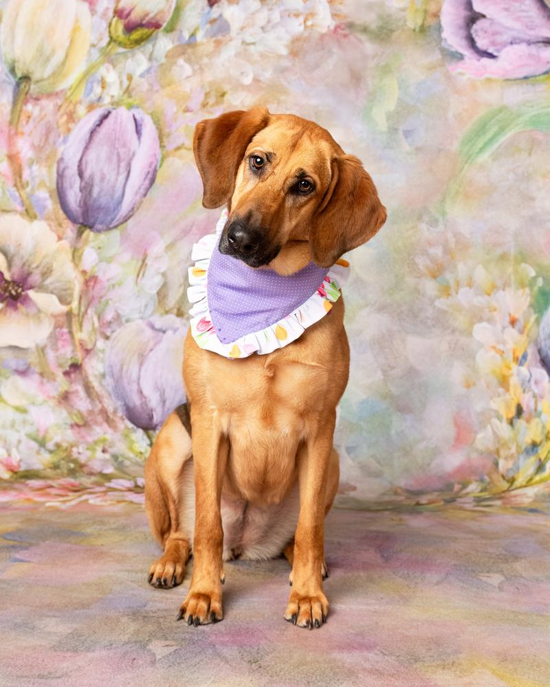 Maddie, a Adoptable mixed breed in Frisco, TX image 4/6