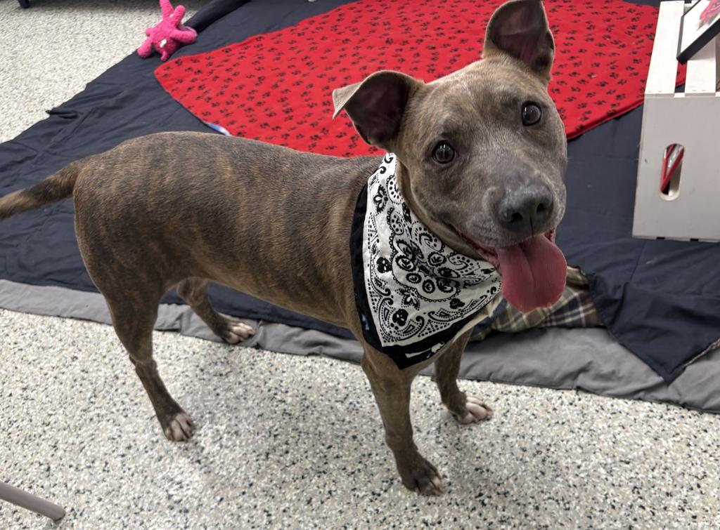 Redbud, Adoptable, Adult Female Mixed Breed.
