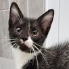 Asher, a Adoptable Tuxedo in Lancaster, VA image 1/3