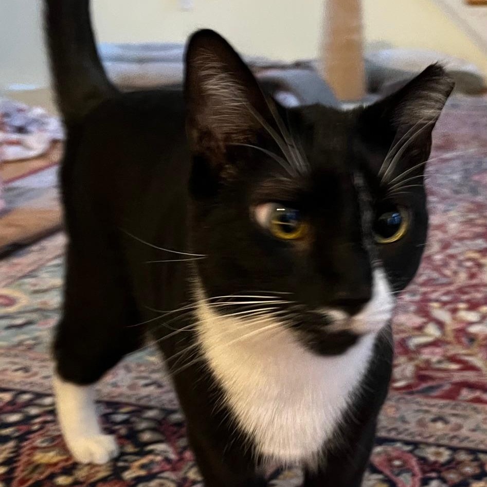 Enlarge Asher, a Adoptable Tuxedo in Lancaster, VA image 1/3