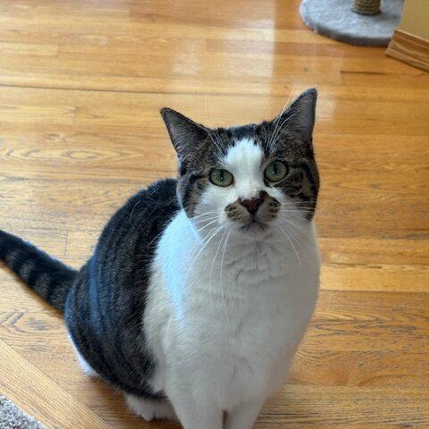 Samantha, a Adoptable Domestic Short Hair in Calgary, AB image 2/6