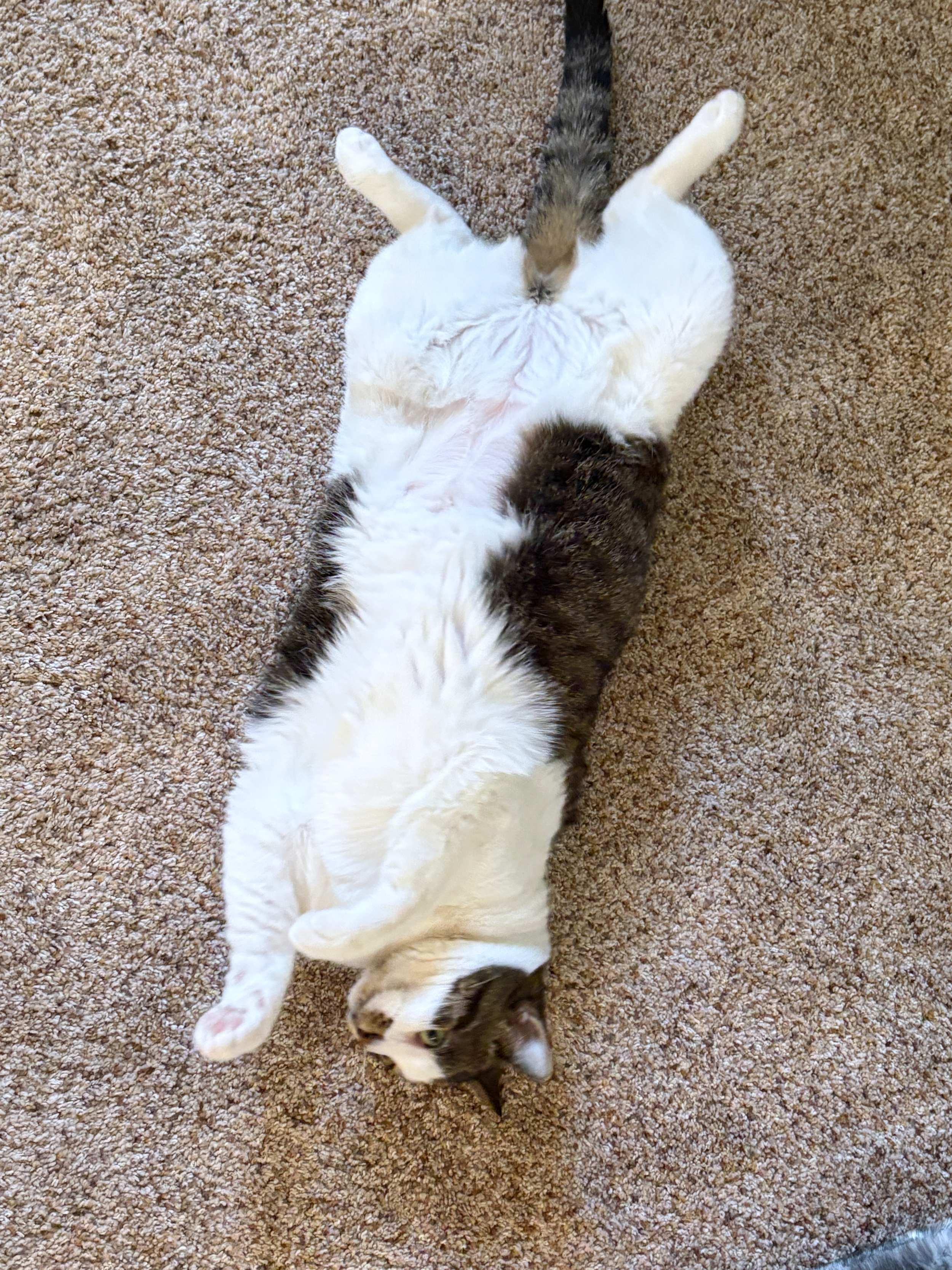 Samantha, a Adoptable Domestic Short Hair in Calgary, AB image 4/6