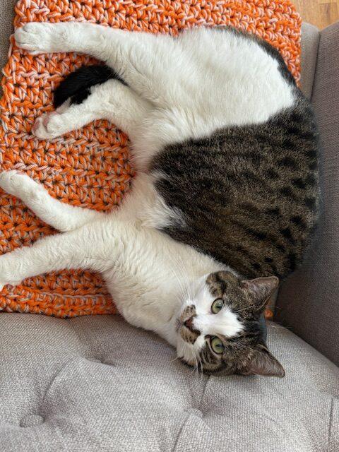 Samantha, a Adoptable Domestic Short Hair in Calgary, AB image 3/6