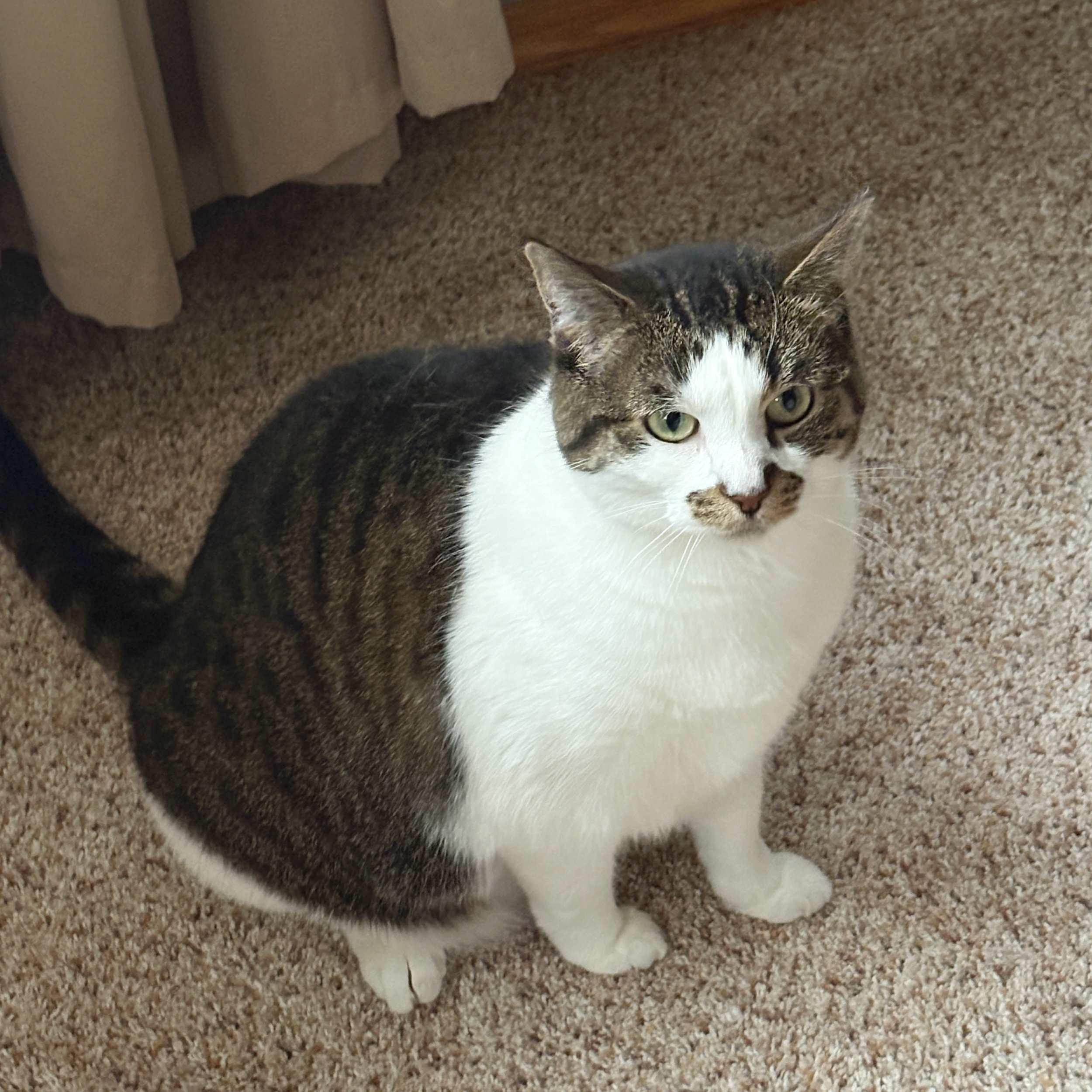 Samantha, a Adoptable Domestic Short Hair in Calgary, AB image 5/6