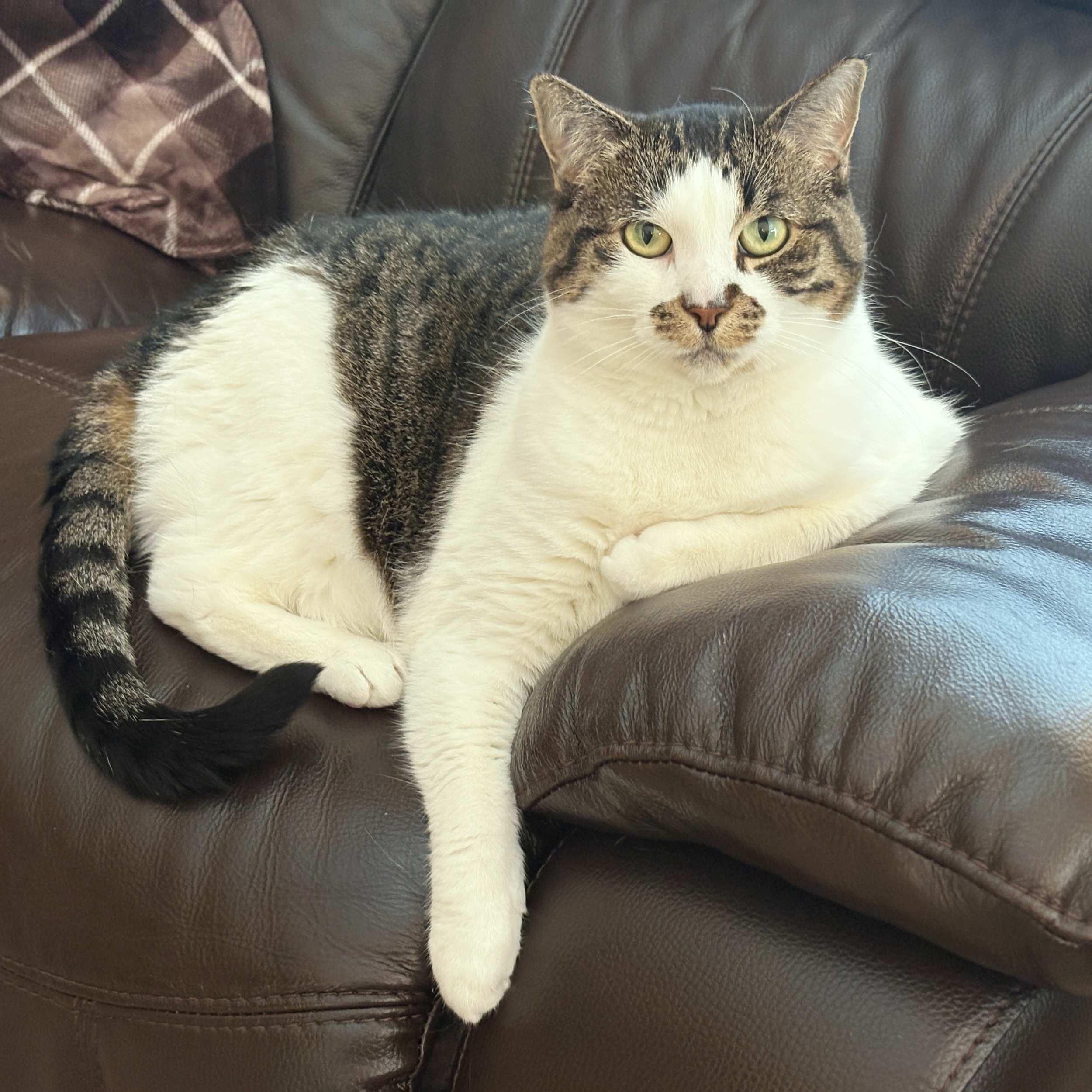 Samantha, a Adoptable Domestic Short Hair in Calgary, AB image 1/6