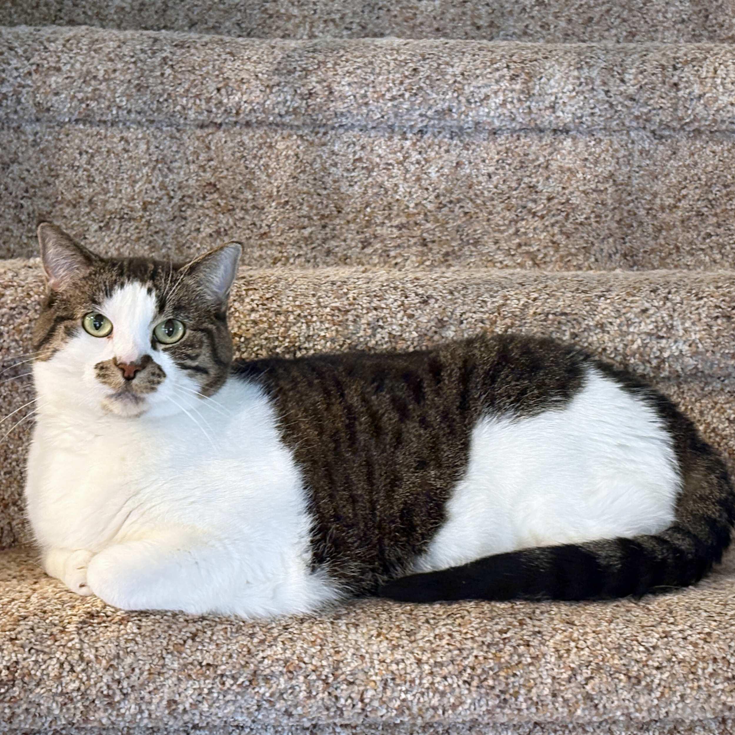 Samantha, a Adoptable Domestic Short Hair in Calgary, AB image 6/6