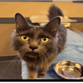 Luna, Adoptable, Adult Female Domestic Long Hair.