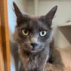 Enlarge Luna, a Adoptable Domestic Long Hair in Buellton, CA image 2/2