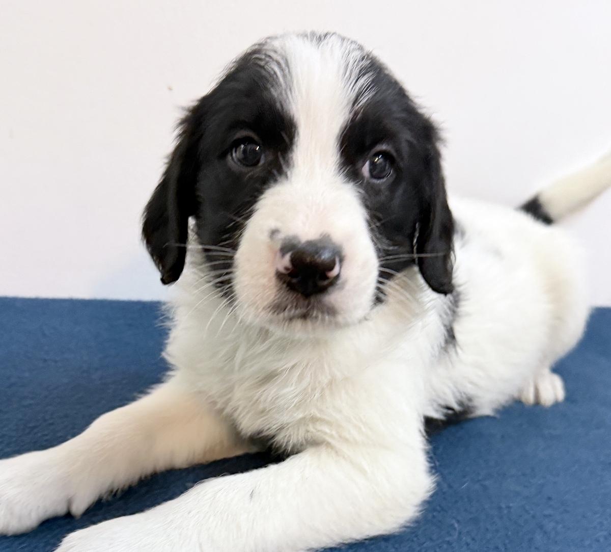 Aliza, ADOPTABLE, Puppy Female Poodle & Border Collie.