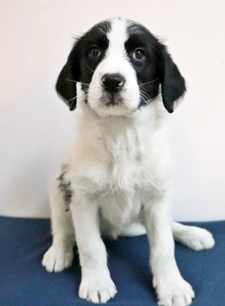 Aliza, a ADOPTABLE mixed breed in Minneapolis, MN image 2/3