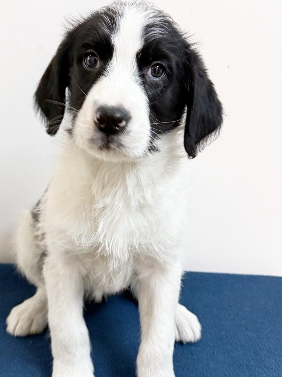 Aliza, a ADOPTABLE mixed breed in Minneapolis, MN image 3/3