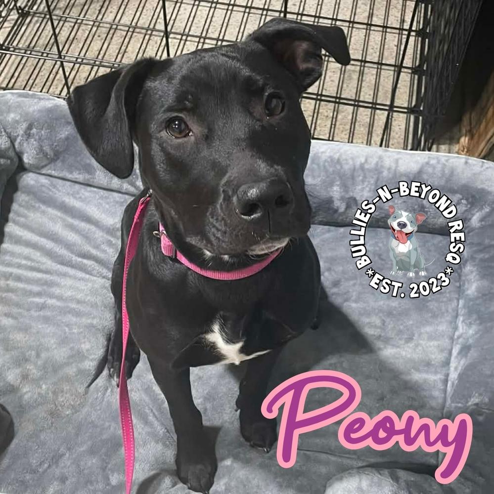 Spring Fling Litter: Peony, a Adoptable mixed breed in Omaha, NE image 1/6
