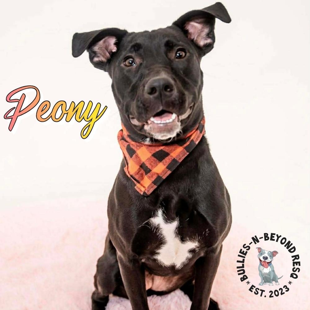 Enlarge Spring Fling Litter: Peony, a Adoptable mixed breed in Omaha, NE image 2/6