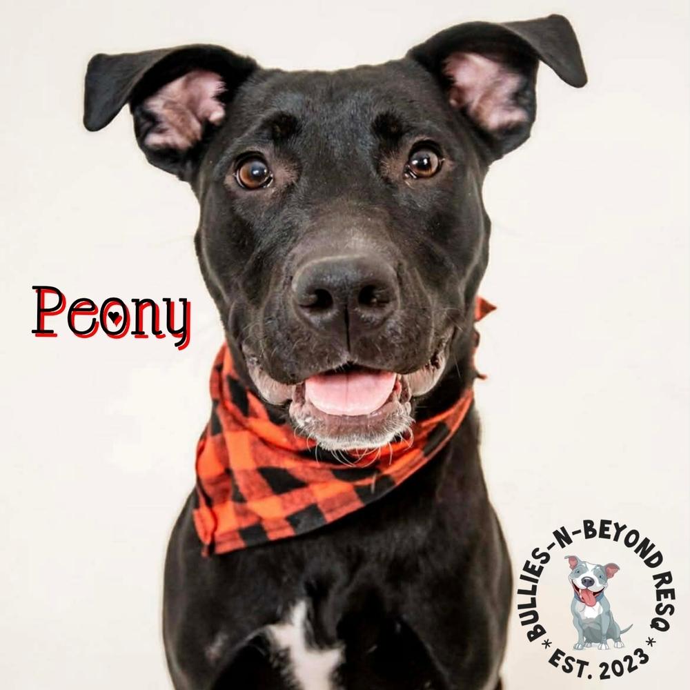 Enlarge Spring Fling Litter: Peony, a Adoptable mixed breed in Omaha, NE image 4/6