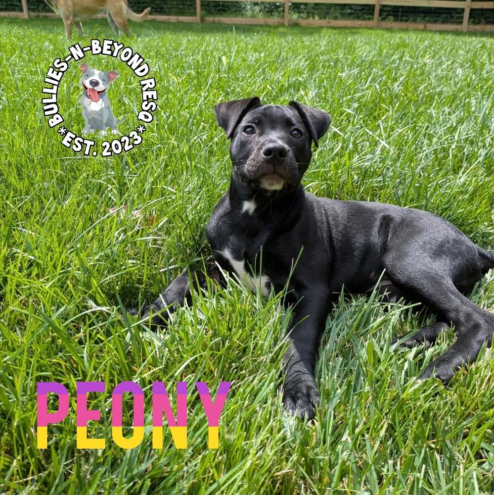 Spring Fling Litter: Peony, Adoptable, Puppy Female Staffordshire Bull Terrier.