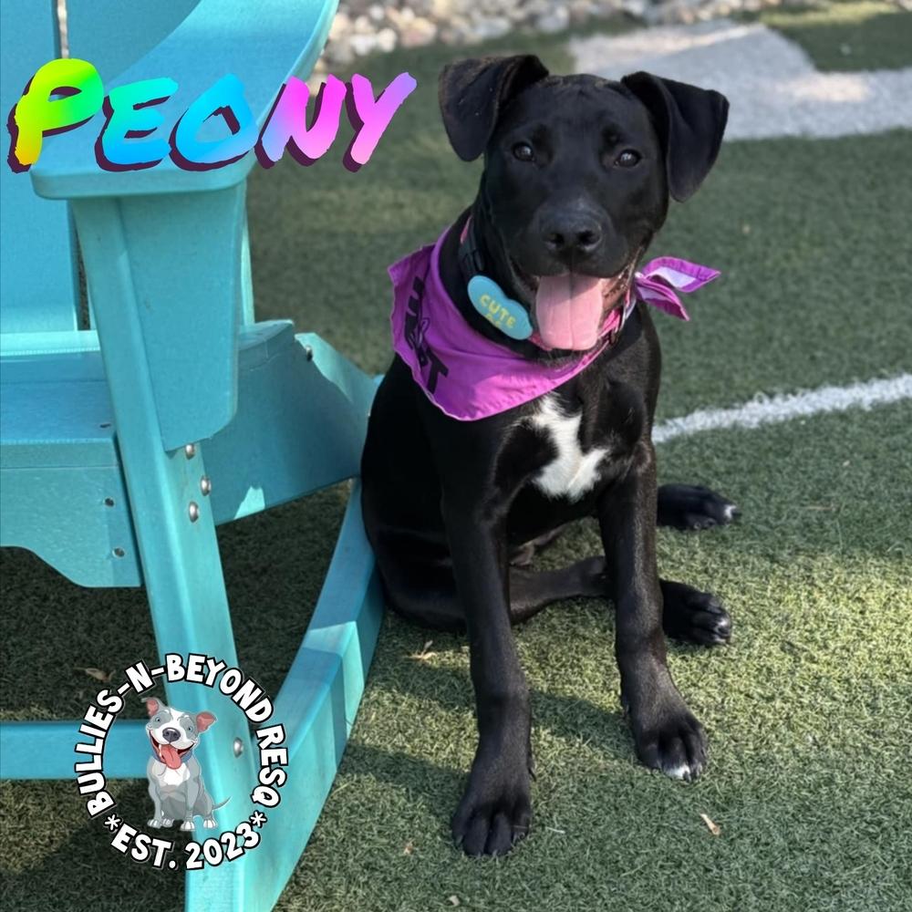 Spring Fling Litter: Peony, a Adoptable mixed breed in Omaha, NE image 2/6