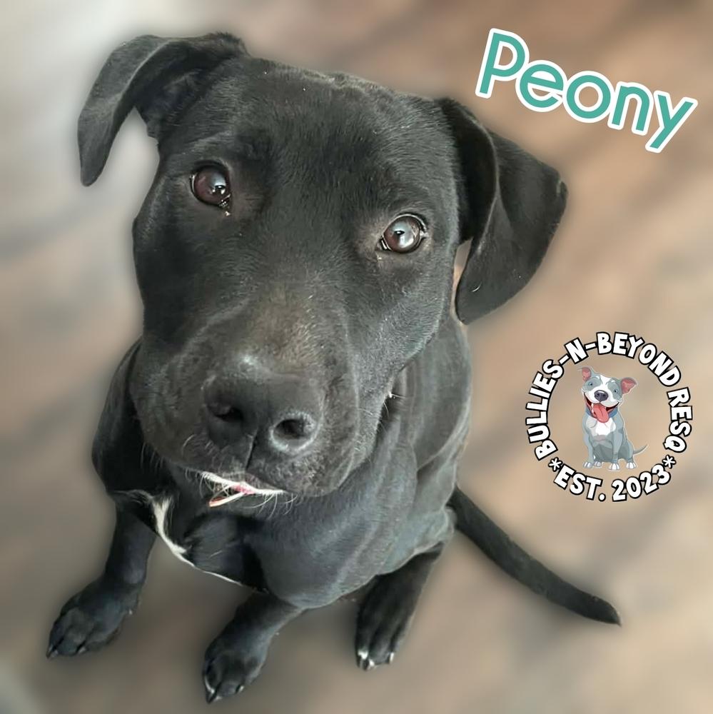 Spring Fling Litter: Peony, a Adoptable mixed breed in Omaha, NE image 2/6