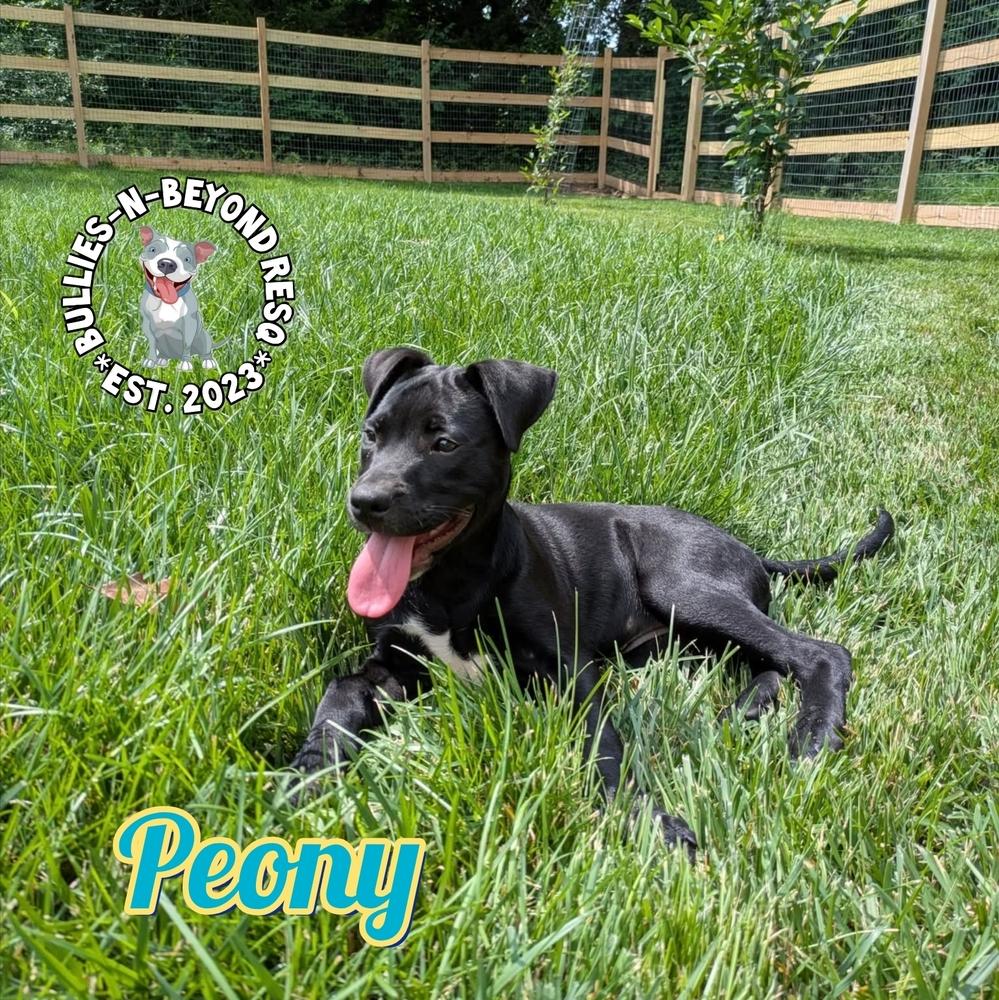 Spring Fling Litter: Peony, a Adoptable mixed breed in Omaha, NE image 3/6