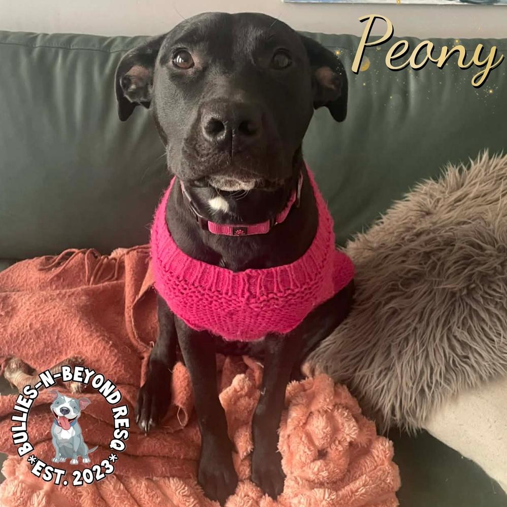 Spring Fling Litter: Peony, a Adoptable mixed breed in Omaha, NE image 3/6