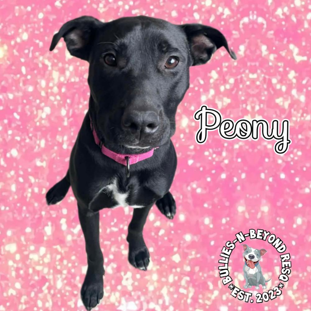 Spring Fling Litter: Peony, a Adoptable mixed breed in Omaha, NE image 4/6