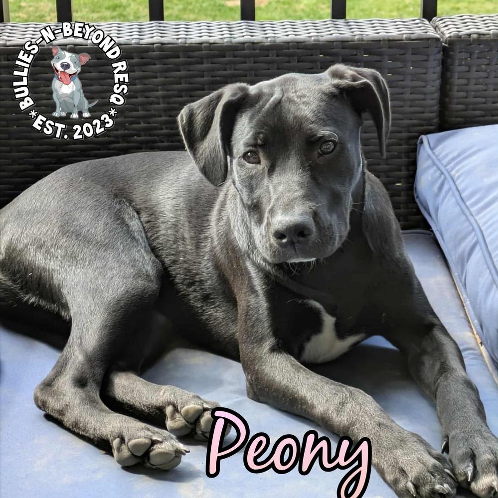 Spring Fling Litter: Peony, a Adoptable mixed breed in Omaha, NE image 5/6