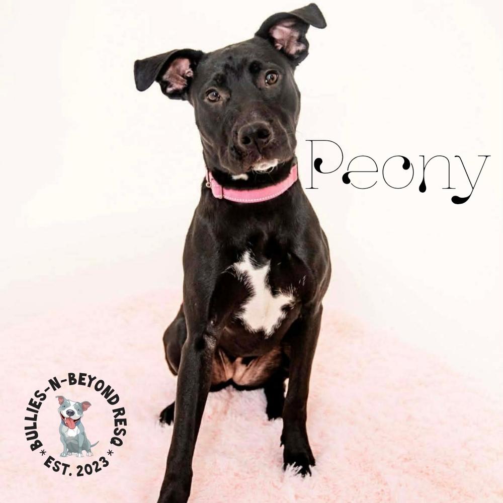 Enlarge Spring Fling Litter: Peony, a Adoptable mixed breed in Omaha, NE image 6/6