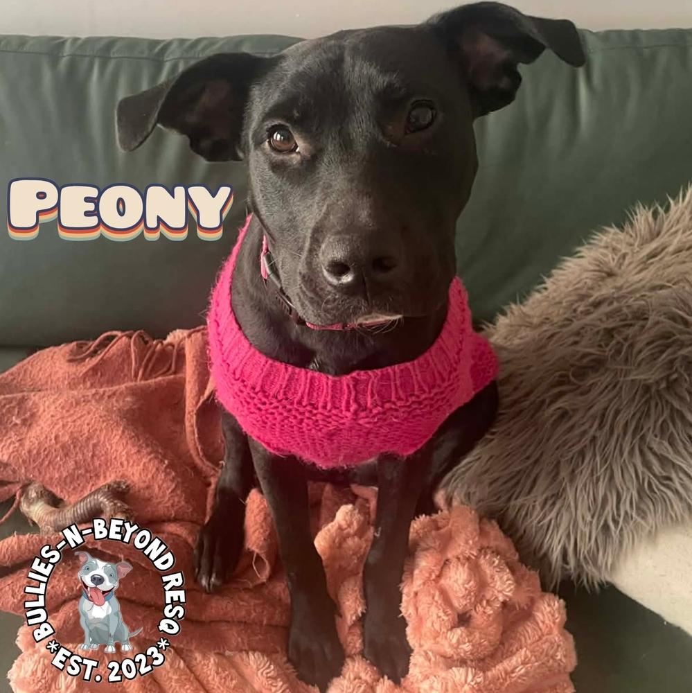 Spring Fling Litter: Peony, a Adoptable mixed breed in Omaha, NE image 5/6