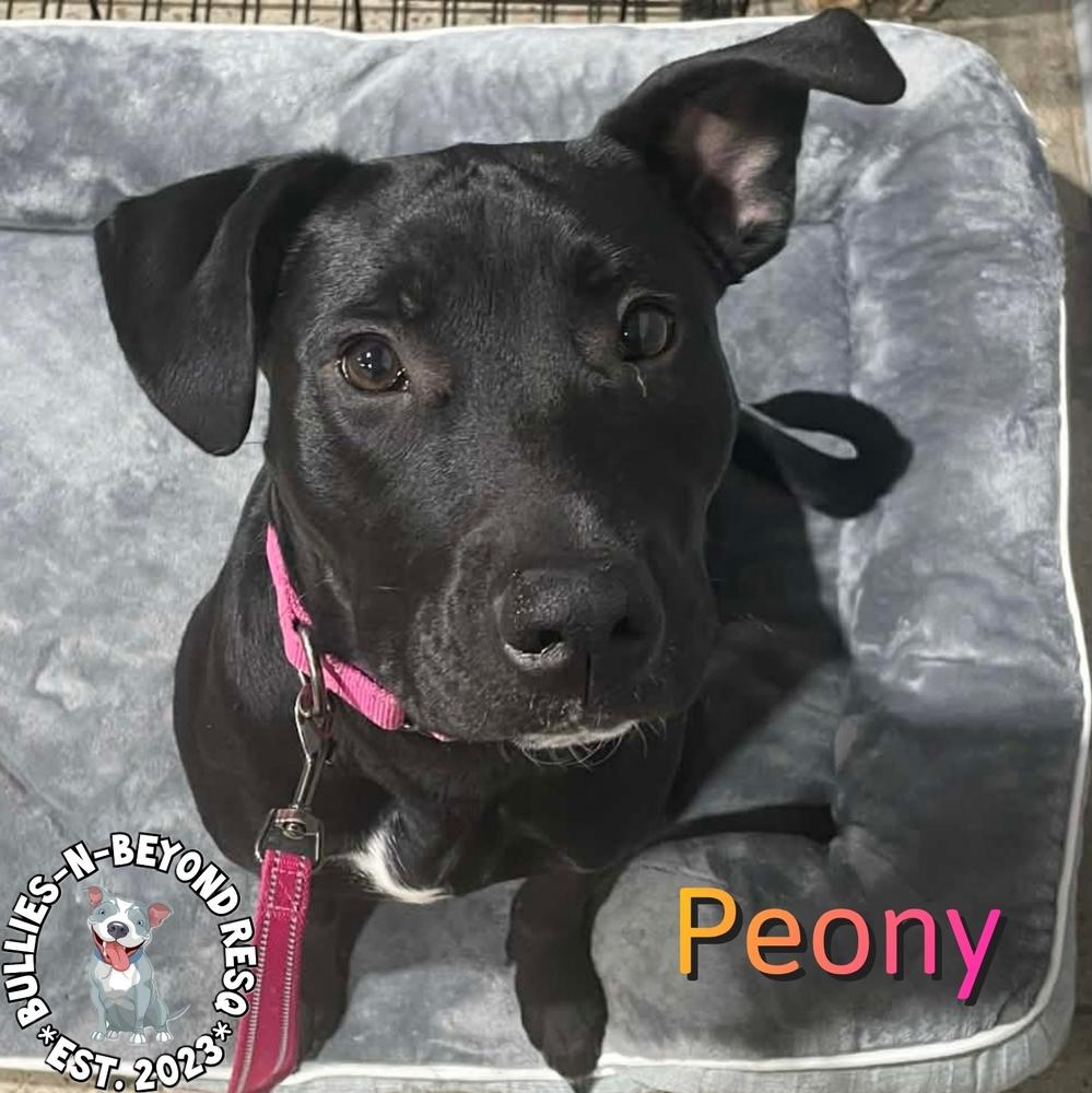 Spring Fling Litter: Peony, a Adoptable mixed breed in Omaha, NE image 6/6