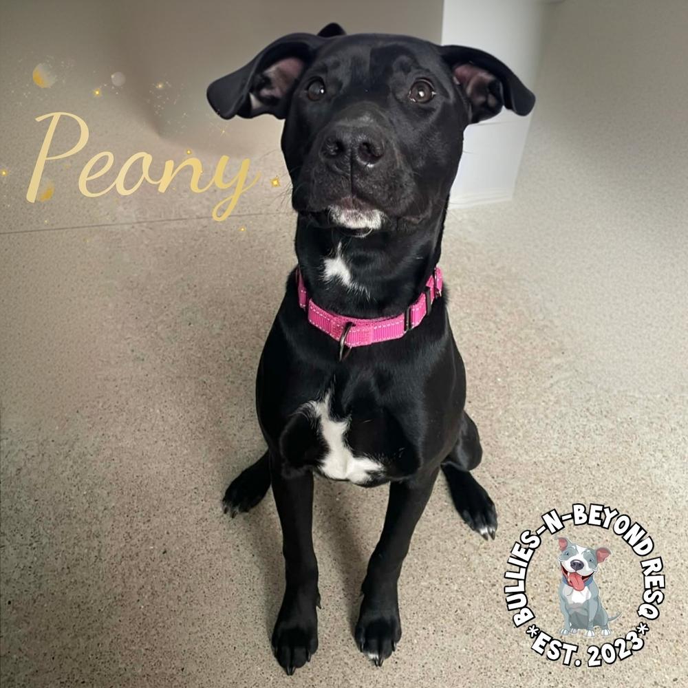 Spring Fling Litter: Peony, a Adoptable mixed breed in Omaha, NE image 6/6