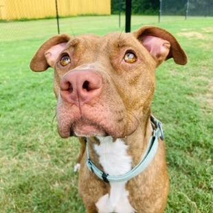 Raya, Adoptable, Adult Female Pit Bull Terrier & Mixed Breed.